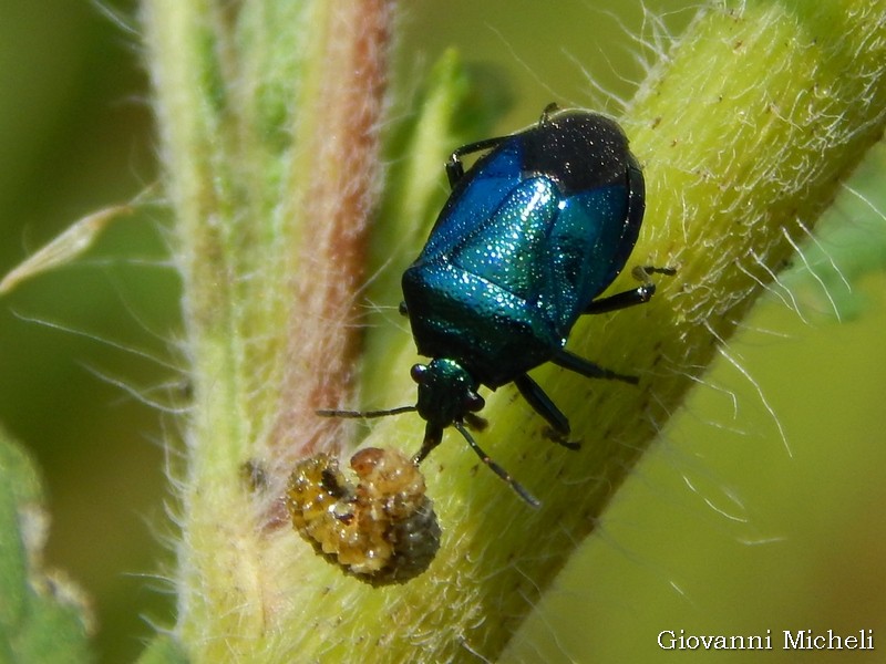 Pentatomidae: Zicrona caerulea